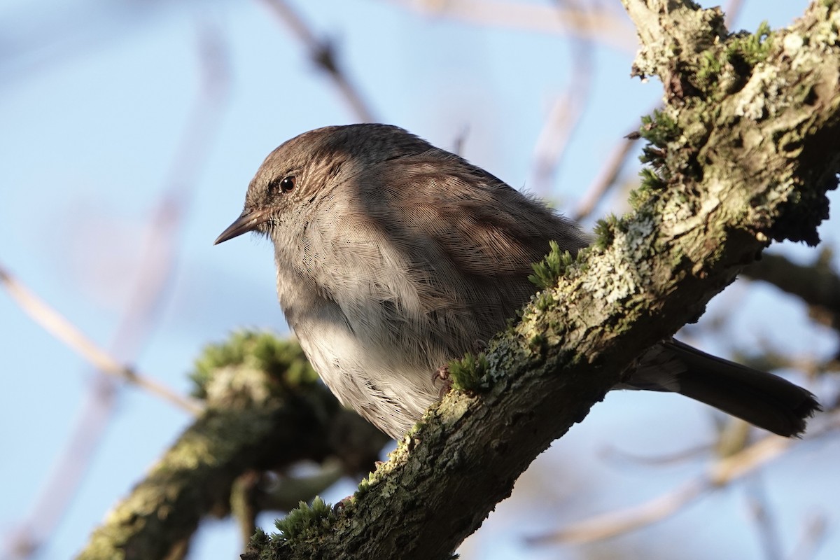 Dunnock - David Oulsnam