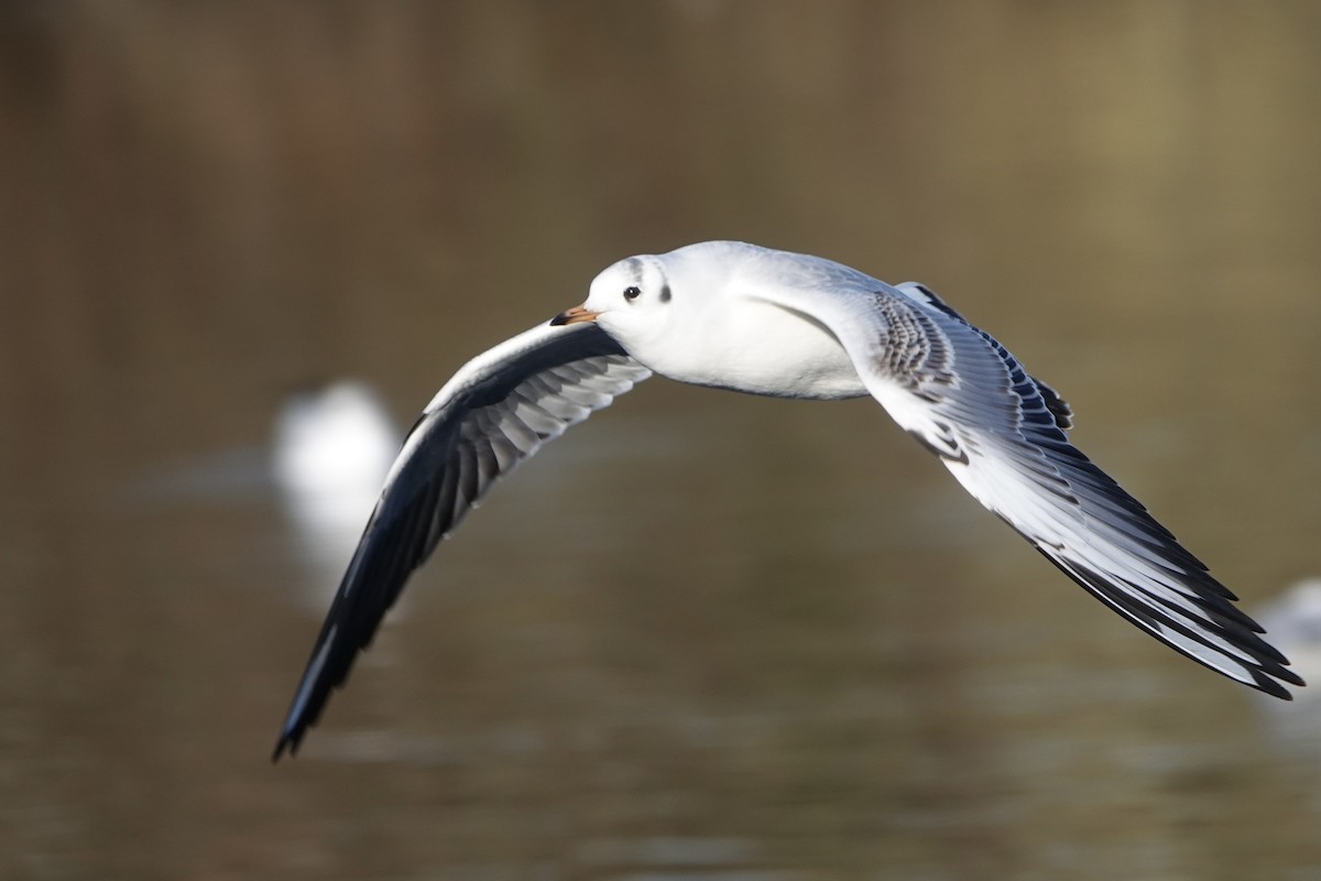 Black-headed Gull - ML613453421