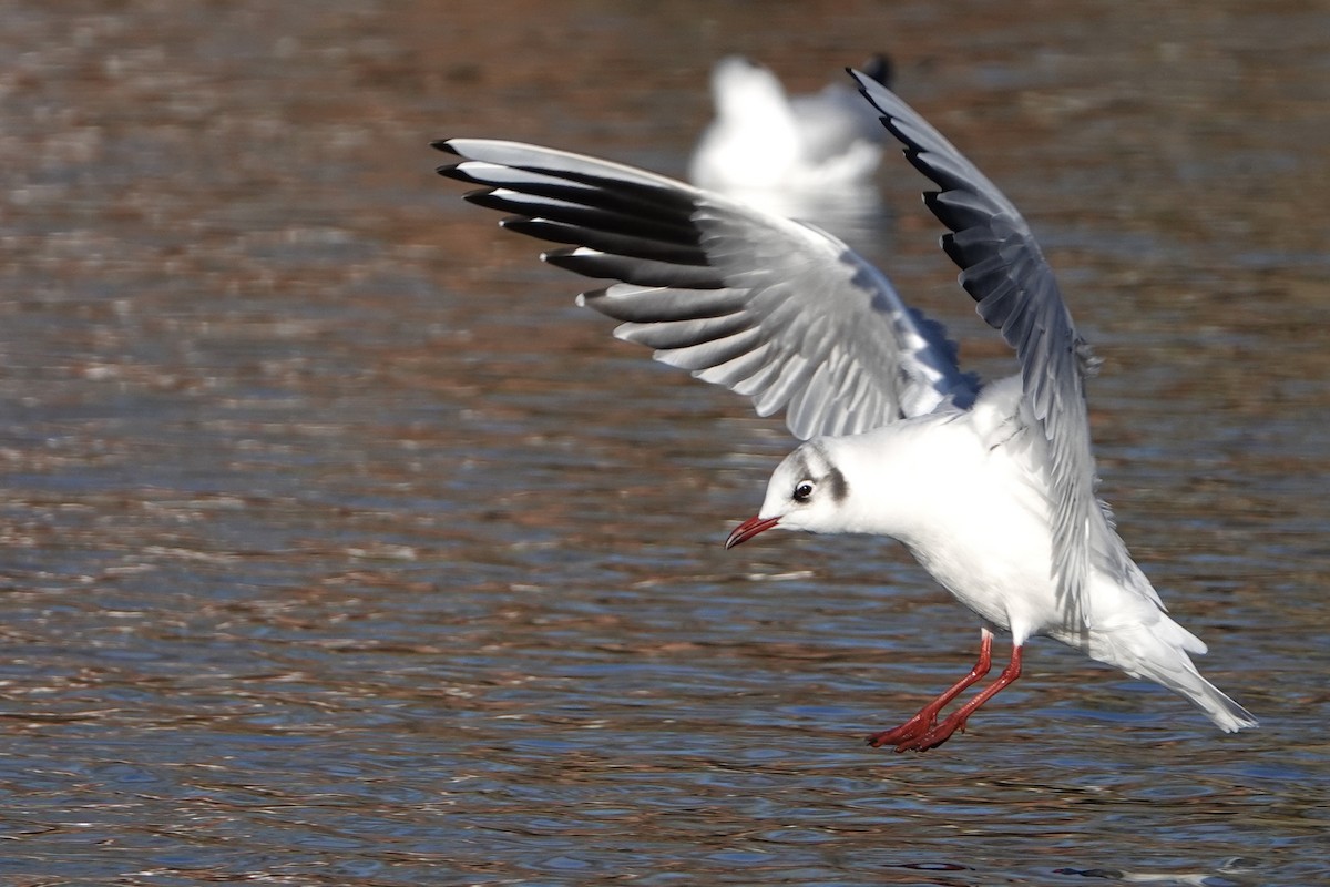Mouette rieuse - ML613453422