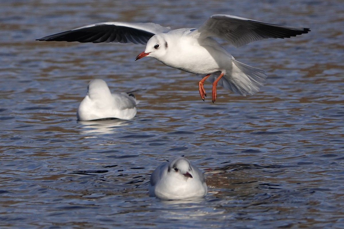 Black-headed Gull - ML613453423