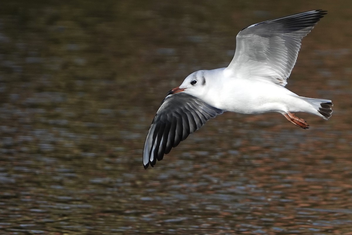 Black-headed Gull - ML613453424