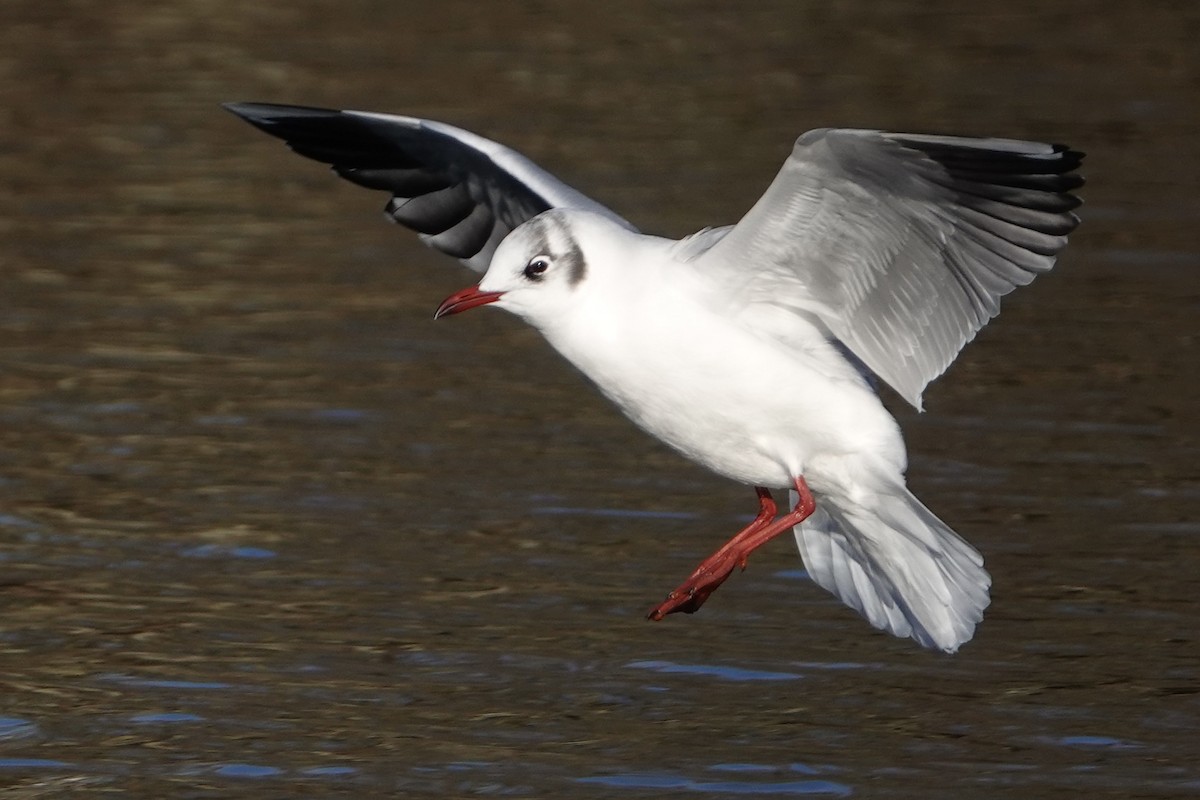 Mouette rieuse - ML613453425