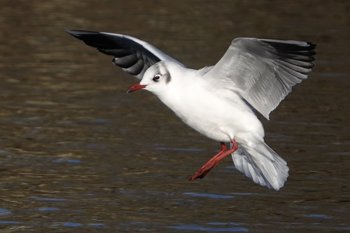 Black-headed Gull - ML613453425