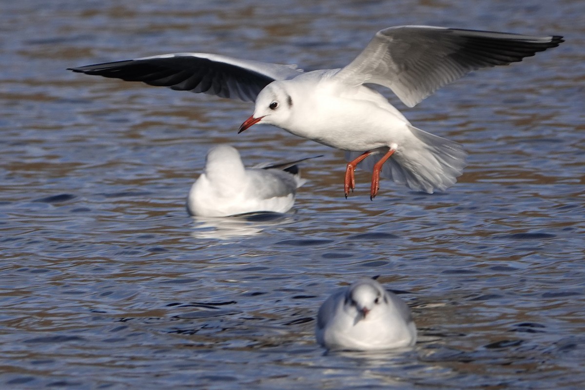 Black-headed Gull - ML613453426