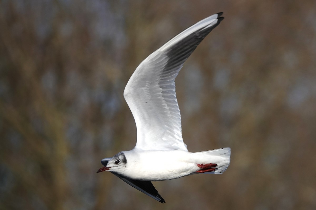 Mouette rieuse - ML613453427