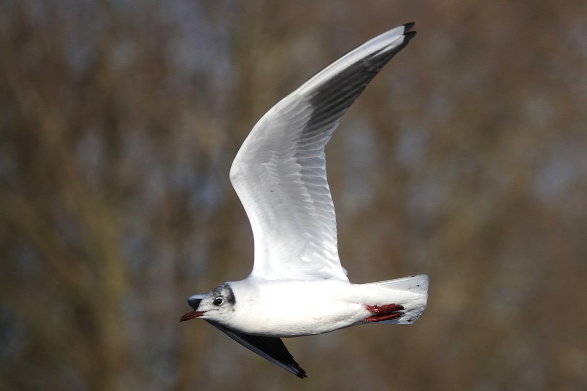 Black-headed Gull - ML613453427