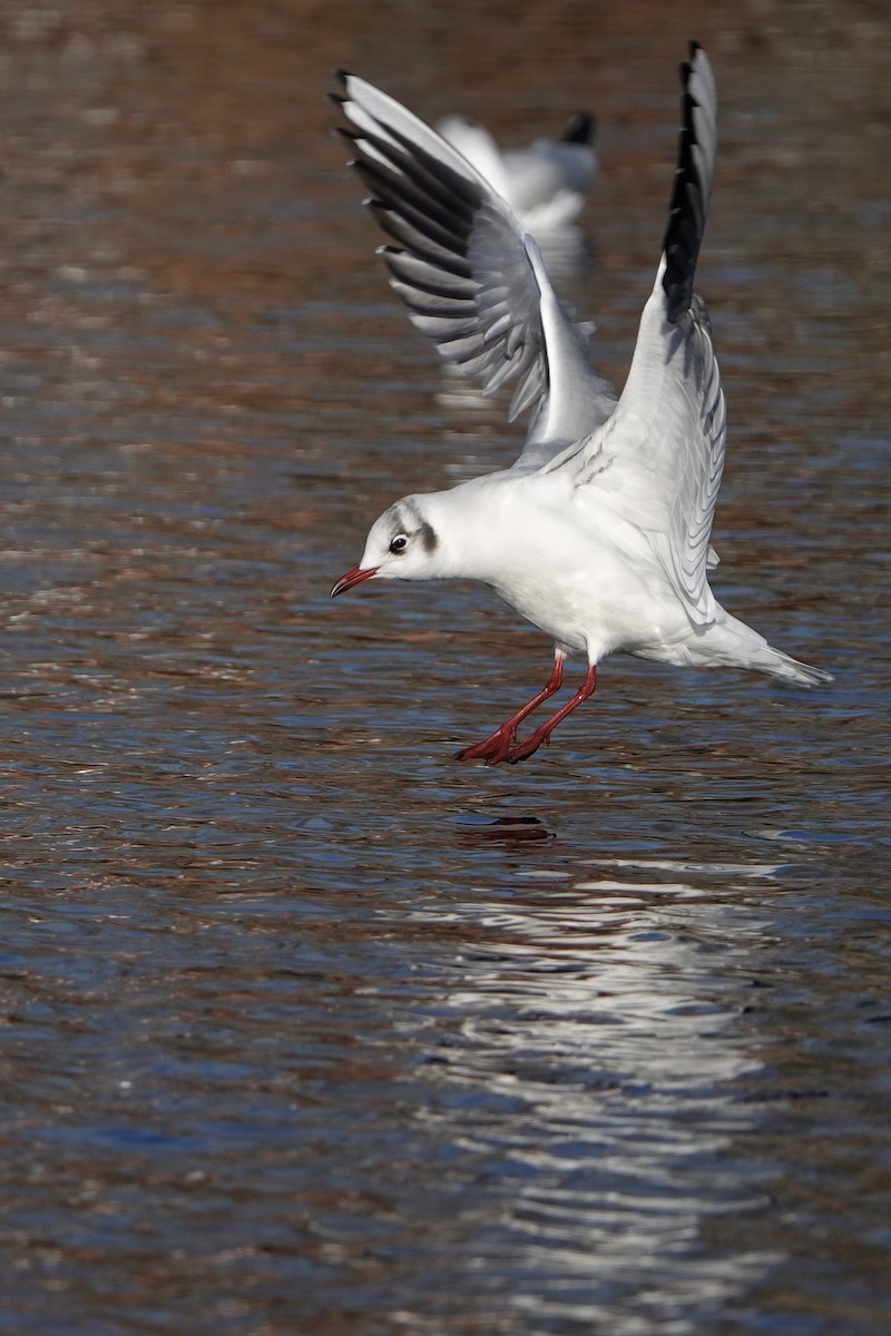 Black-headed Gull - ML613453428