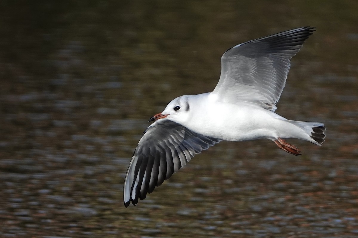 Mouette rieuse - ML613453429