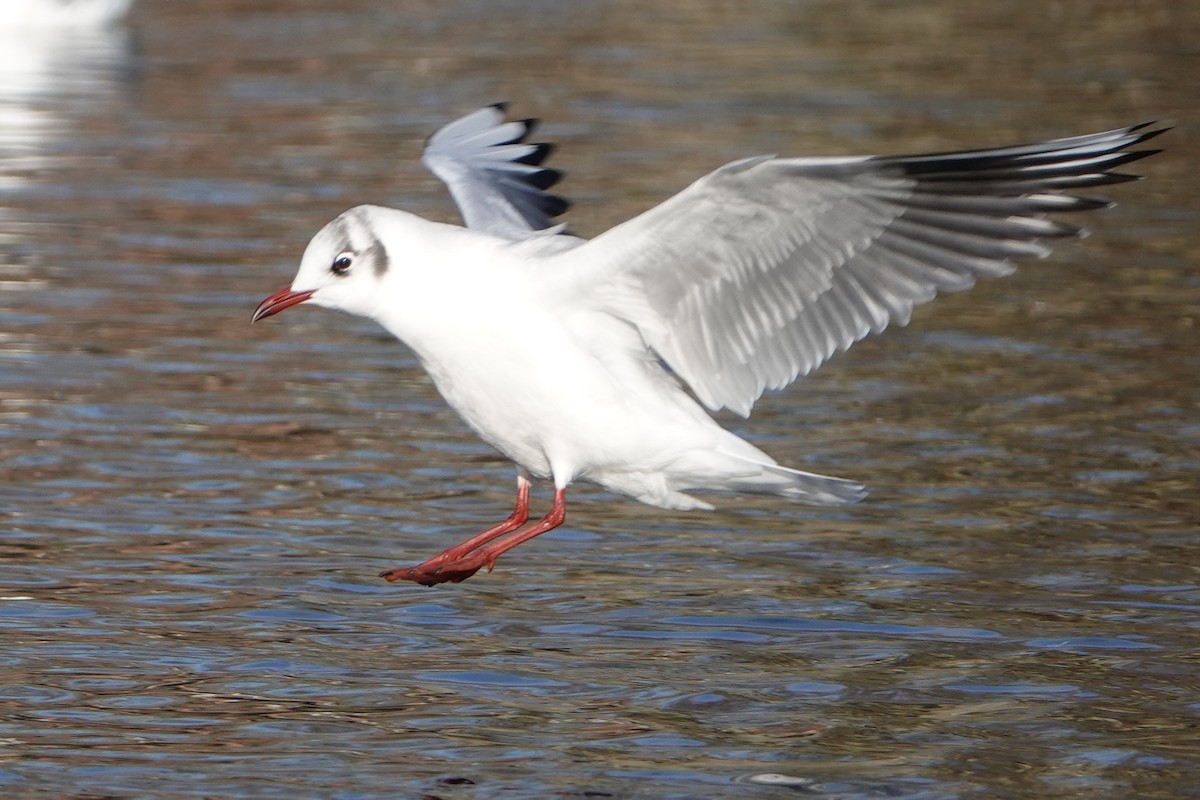 Black-headed Gull - ML613453430