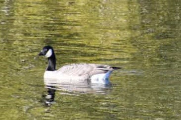 Cackling Goose - ML613453450