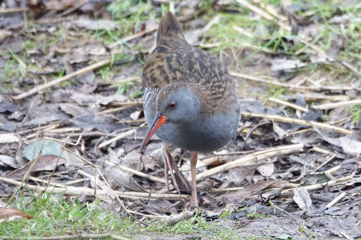 Water Rail - ML613453565