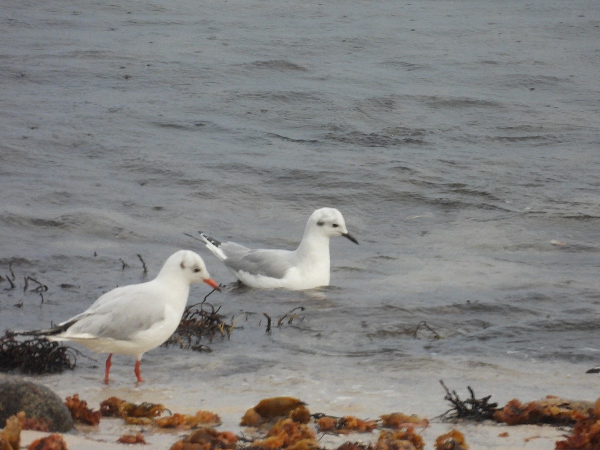 Bonaparte's Gull - Pablo García (PGR)