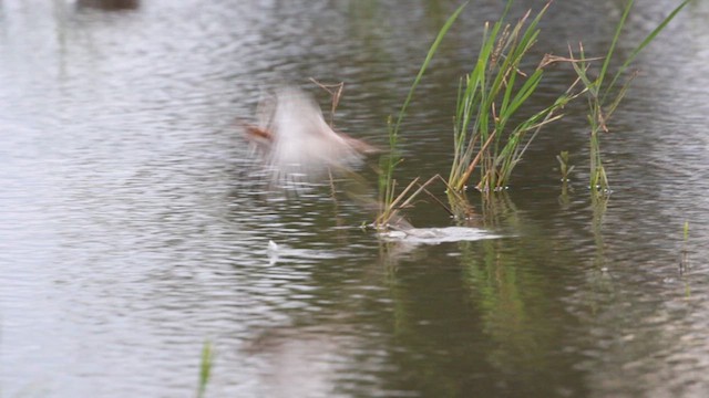 Pheasant-tailed Jacana - ML613453594