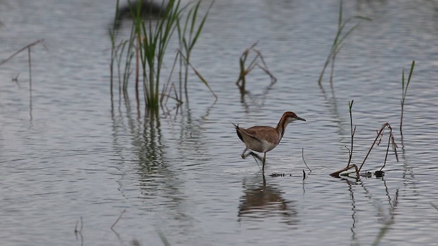 Pheasant-tailed Jacana - ML613453597