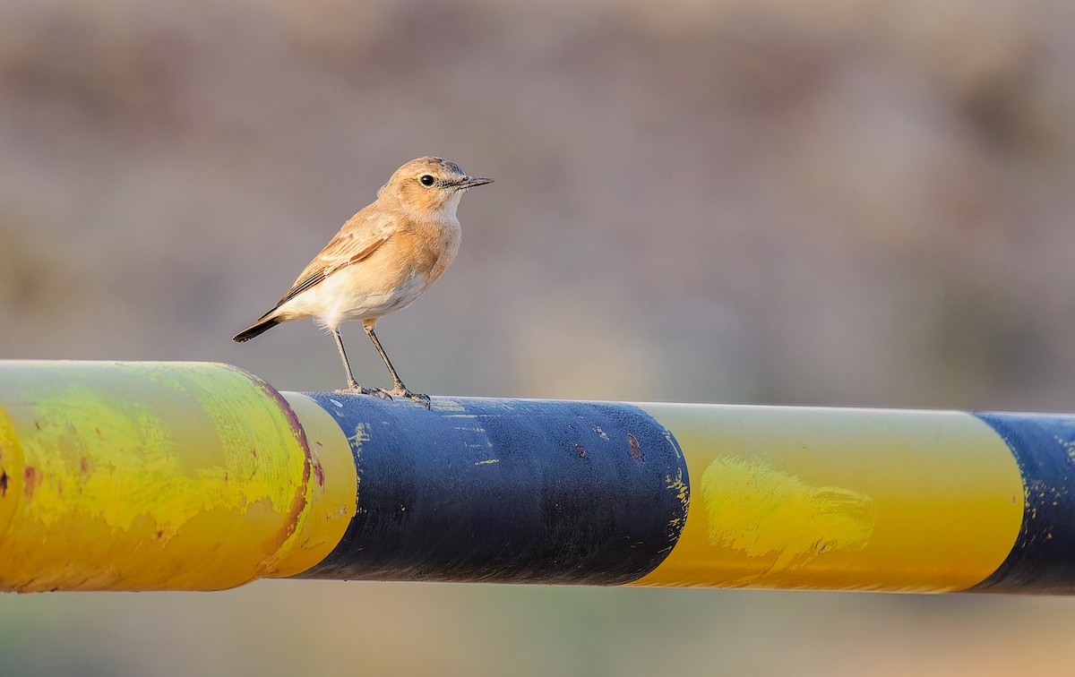 Isabelline Wheatear - Matti Rekilä