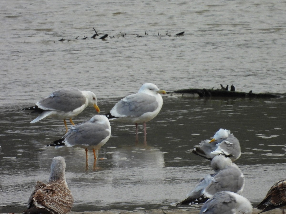 American Herring Gull - Pablo García (PGR)