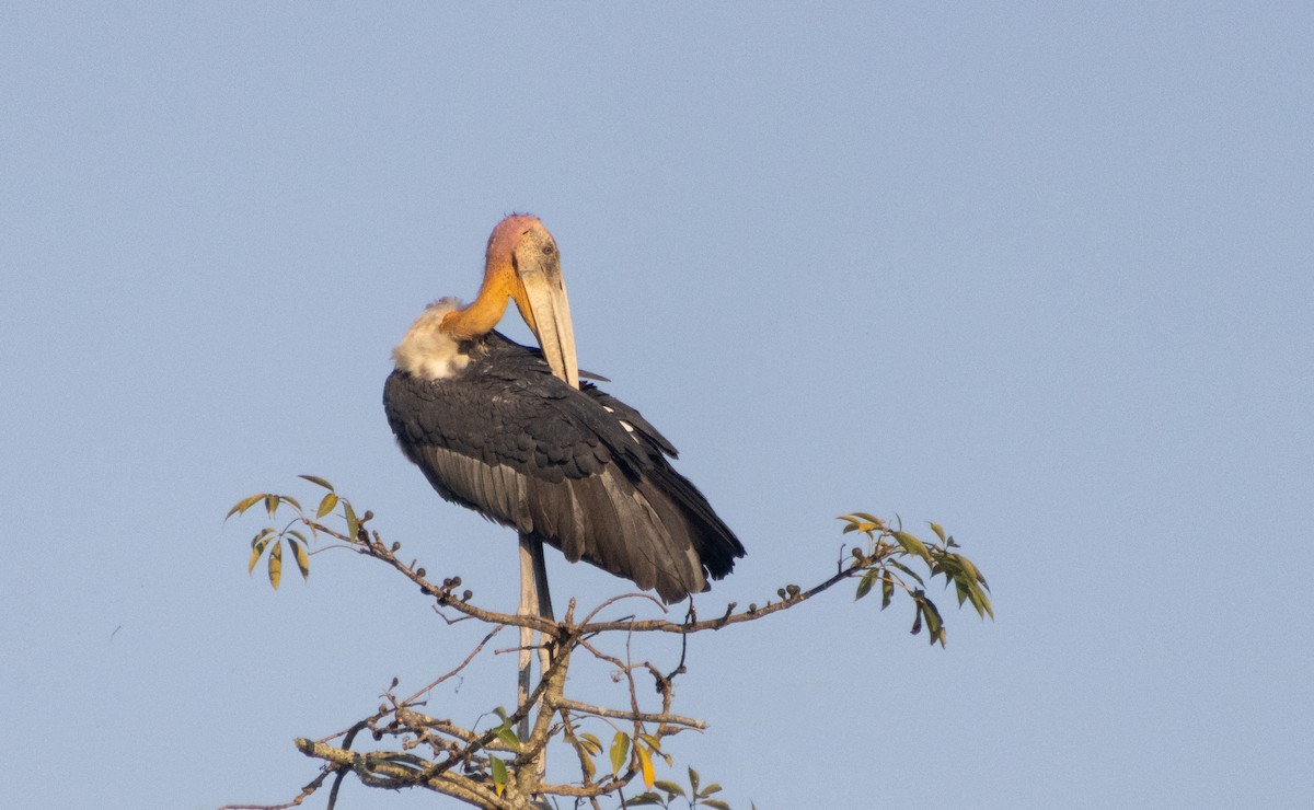 Greater Adjutant - ML613453692