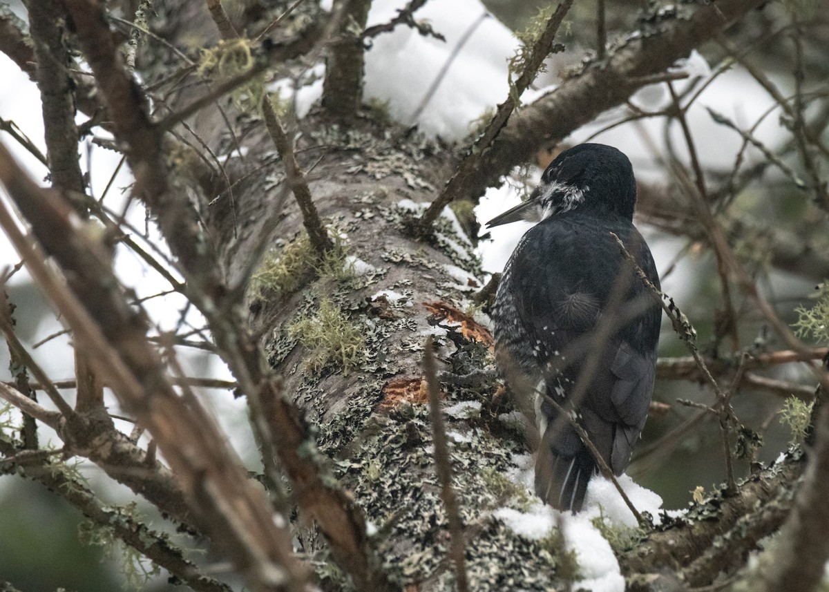 Black-backed Woodpecker - ML613453718