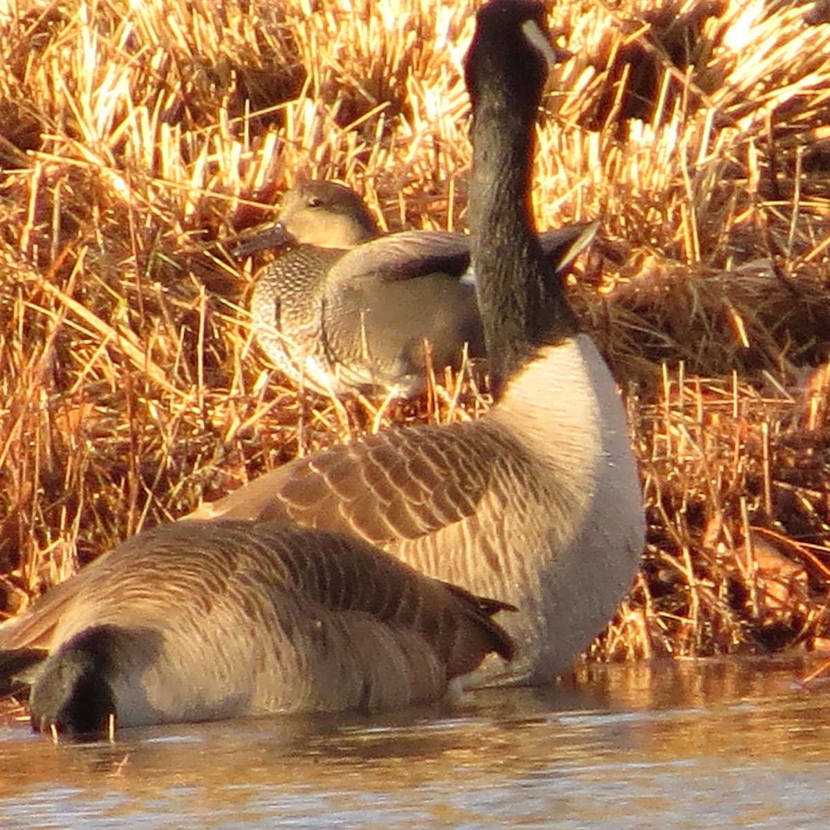 オカヨシガモ - ML613453797