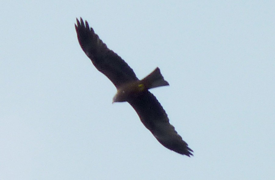 Black Kite - Crew Samurović