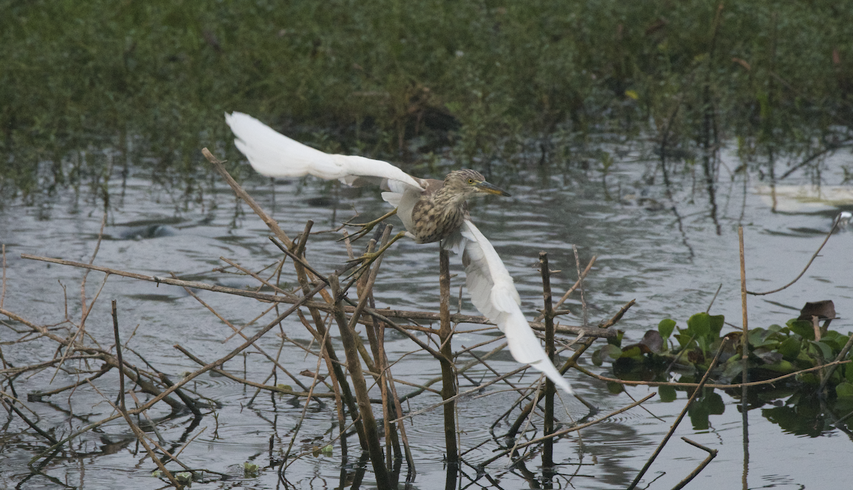 Indian Pond-Heron - ML613453845