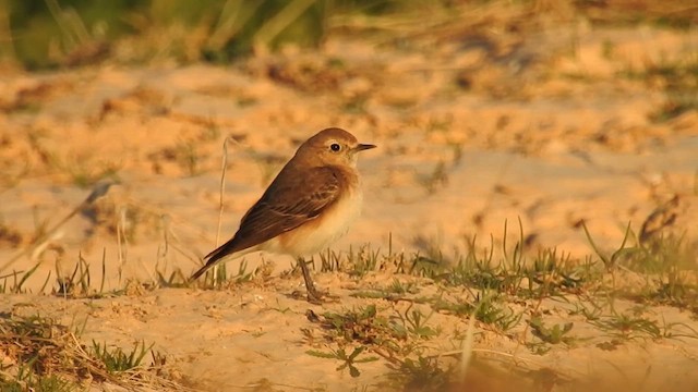 Pied Wheatear - ML613453848