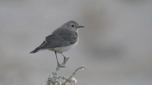 Pied Wheatear - ML613453850