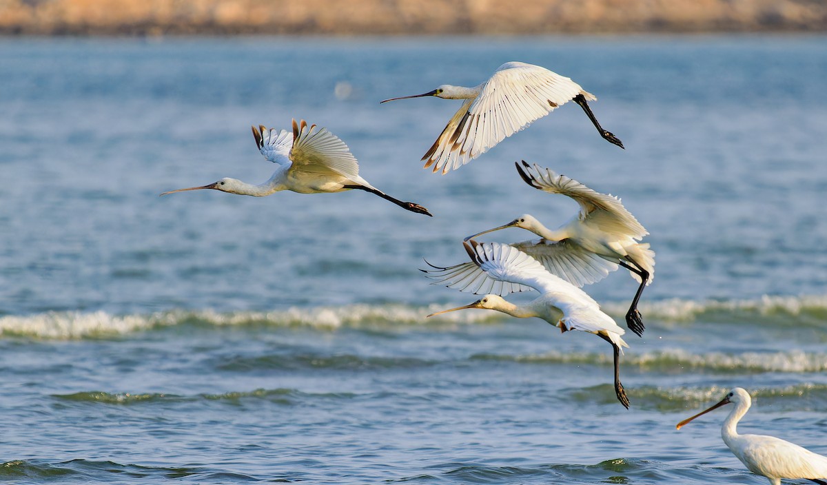 Eurasian Spoonbill - ML613453878