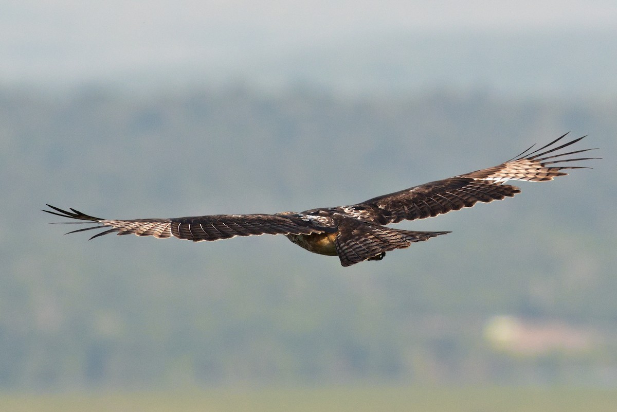 African Hawk-Eagle - Paweł Szymański