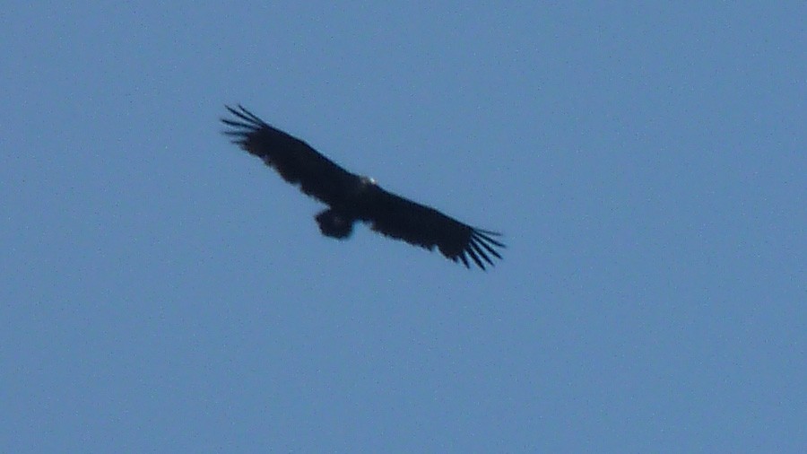 Cinereous Vulture - ML613453888