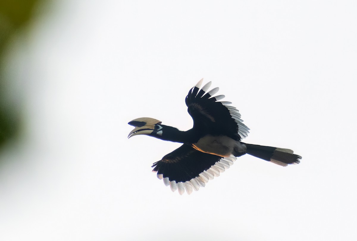 Oriental Pied-Hornbill - ML613453953