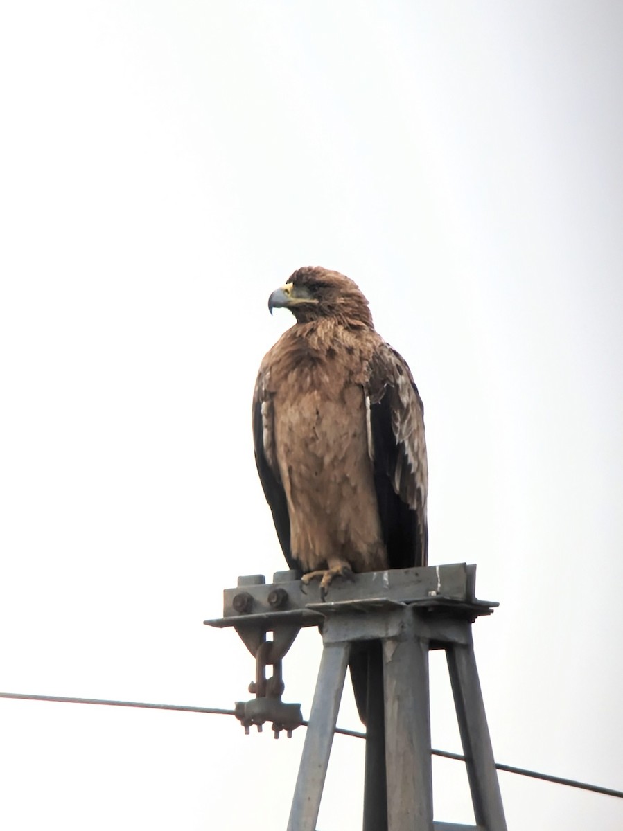 Spanish Eagle - ML613453955