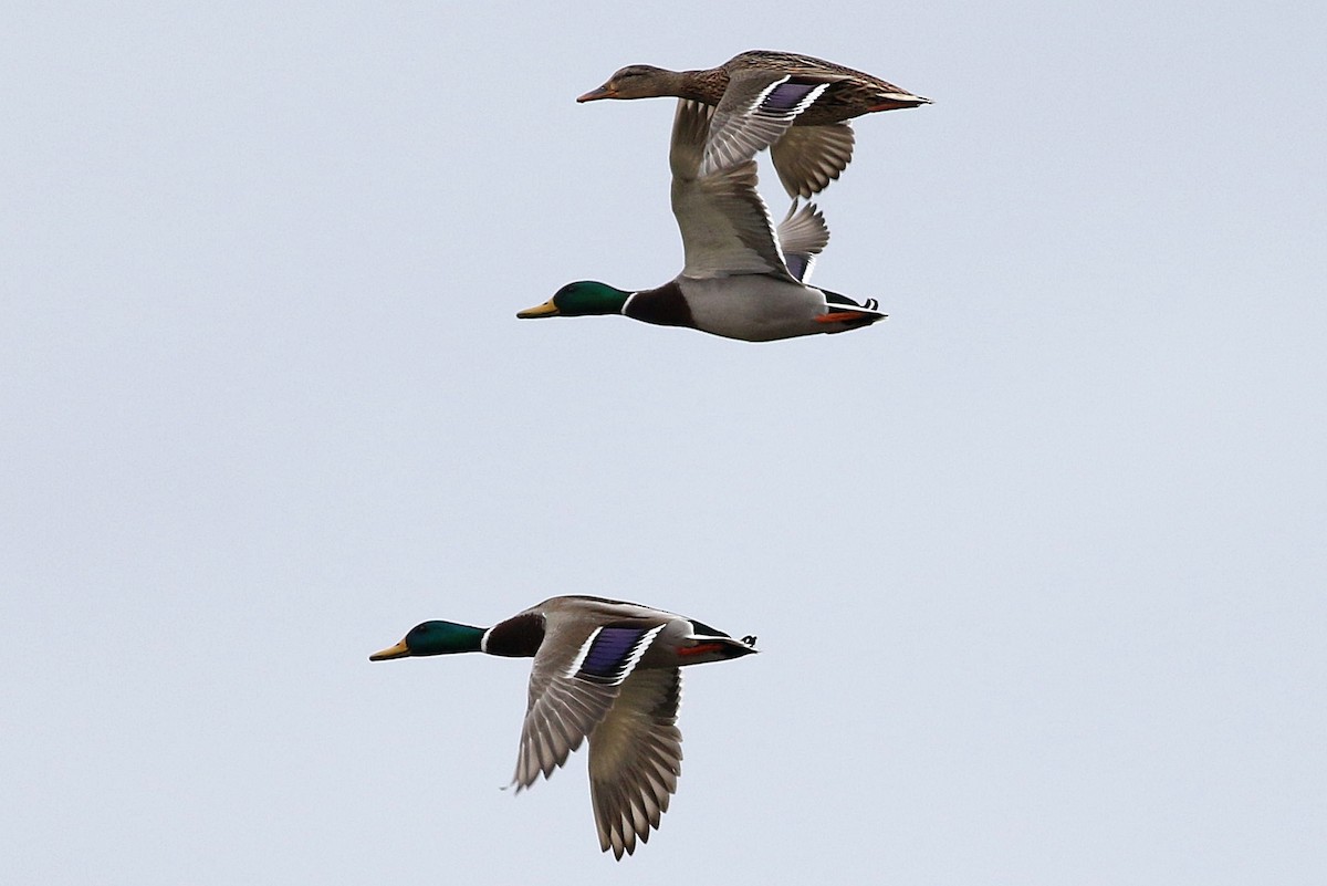 Mallard - Miguel García