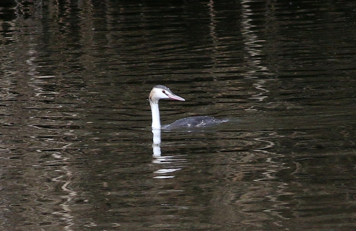 Great Crested Grebe - ML613453972