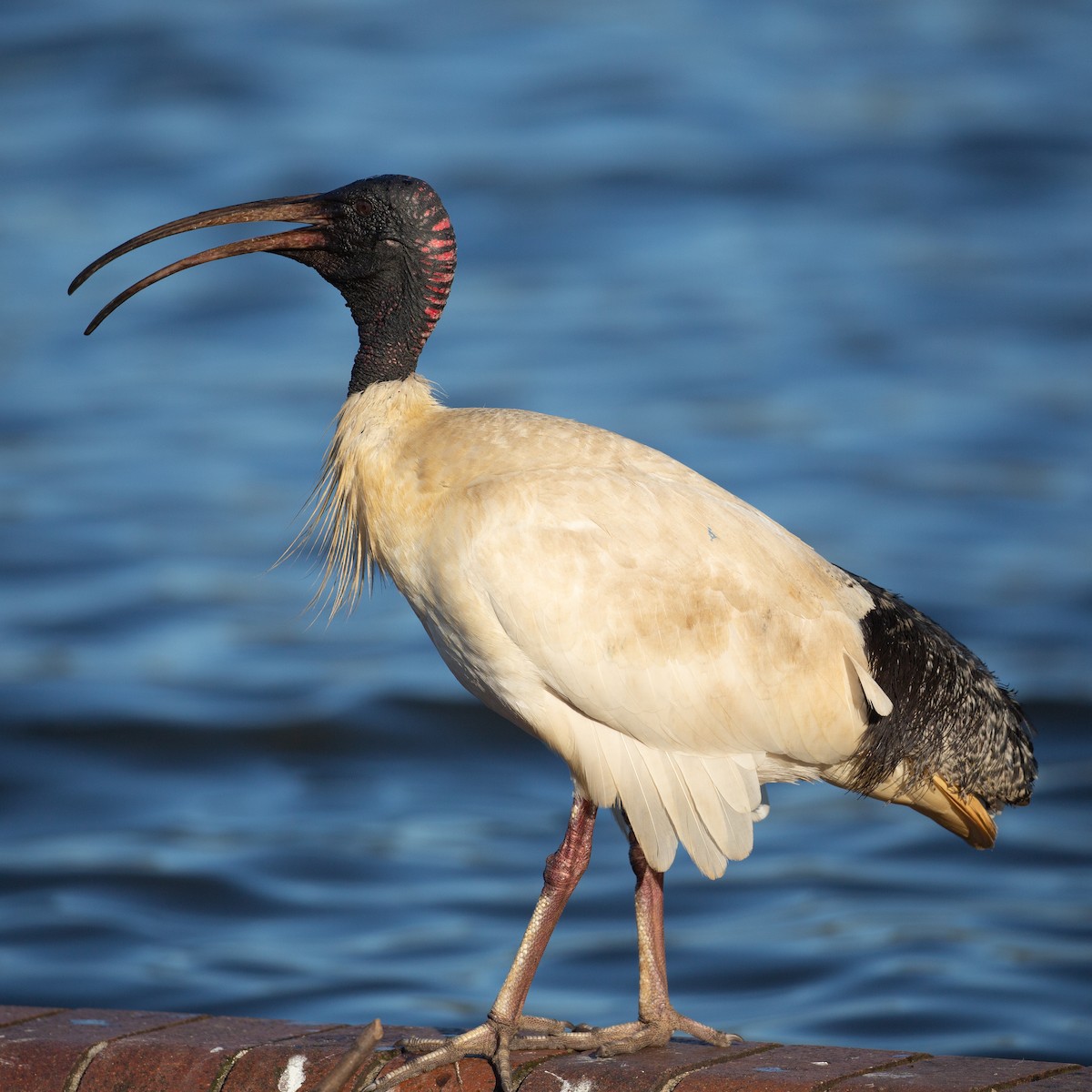 Australian Ibis - ML613453981