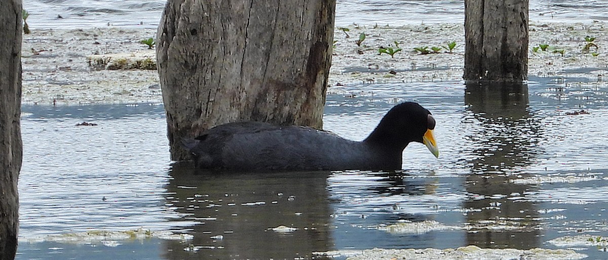 coot sp. - ML613453987