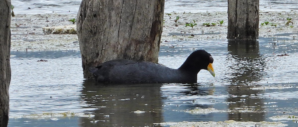 Fulica sp. - ML613453987