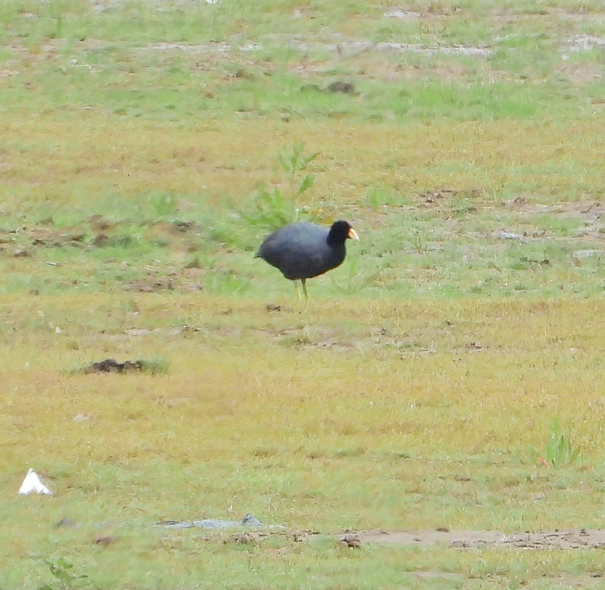 Fulica sp. - ML613453989