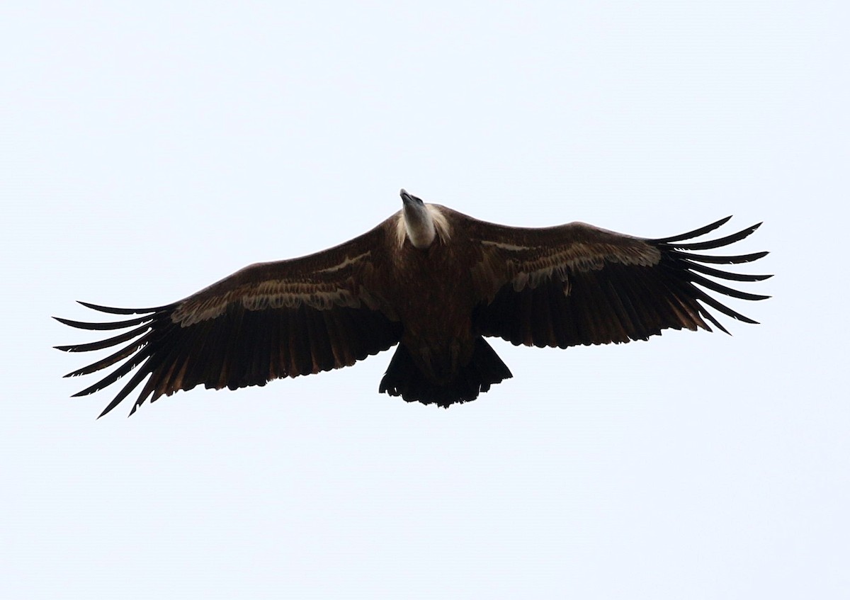 Eurasian Griffon - Miguel García