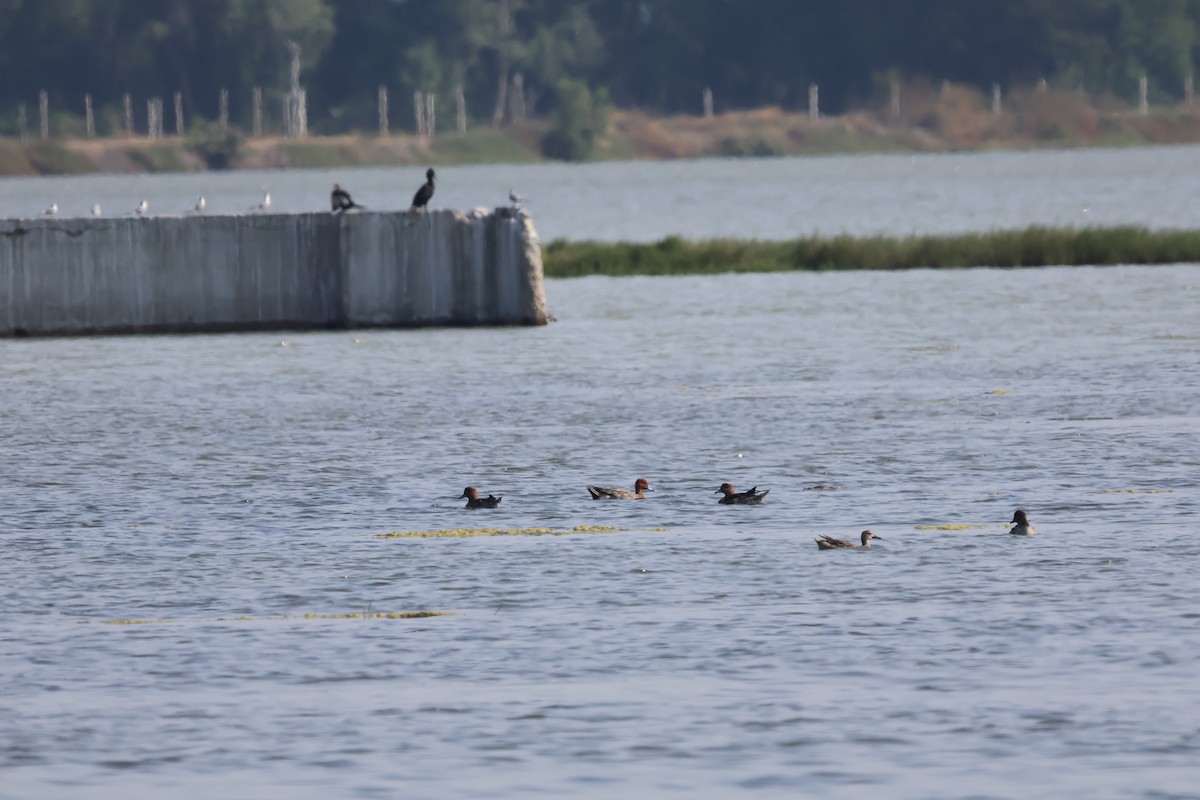 Eurasian Wigeon - ML613454030