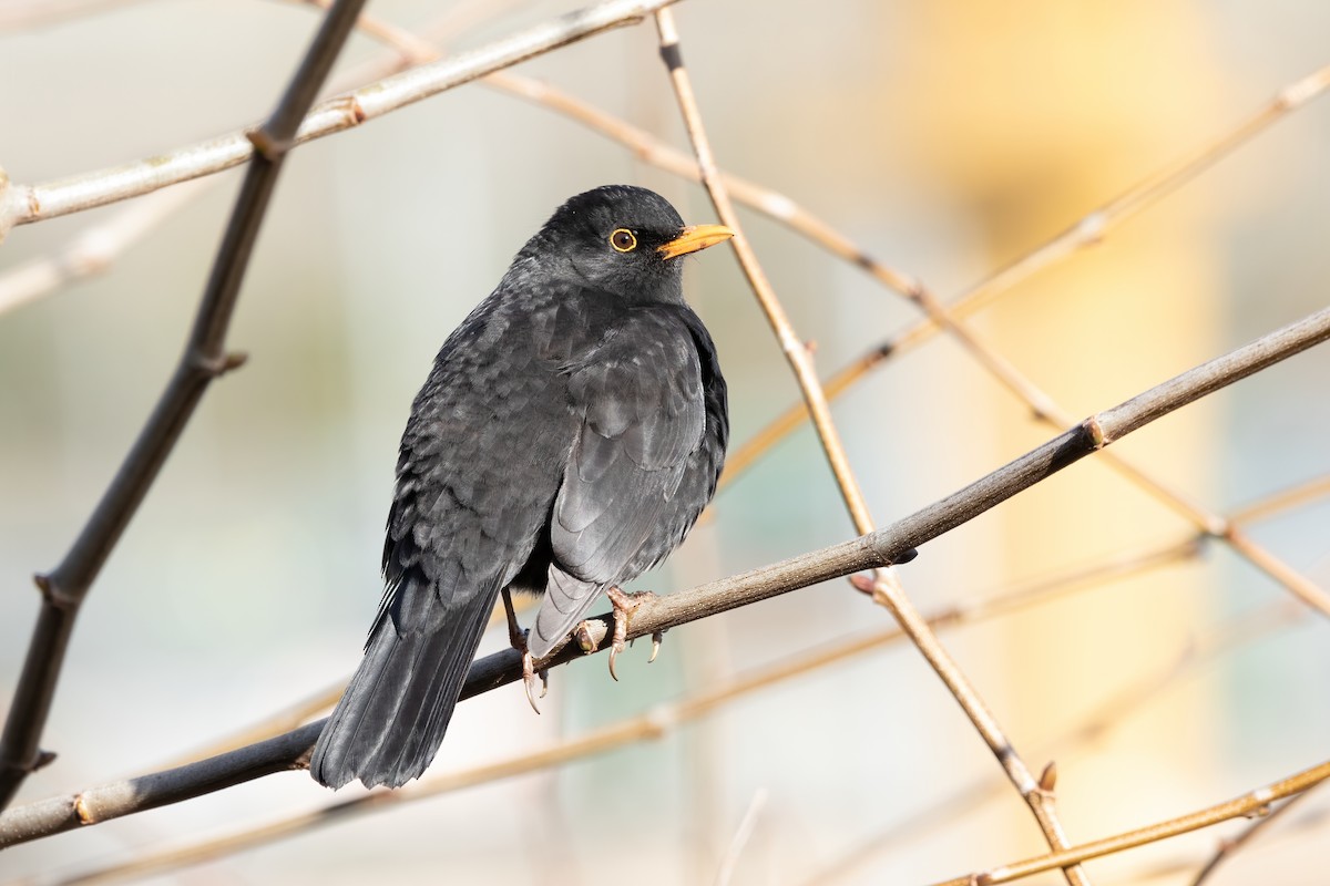 Eurasian Blackbird - ML613454034