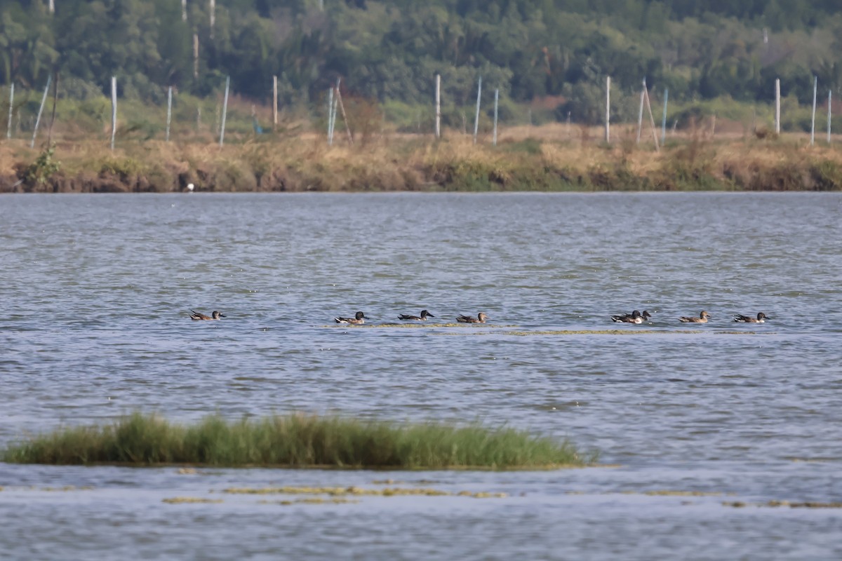 Northern Shoveler - ML613454035