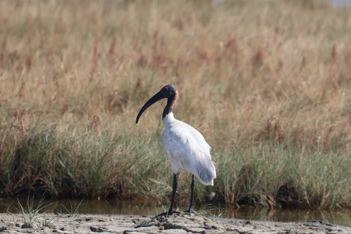 Black-headed Ibis - ML613454046