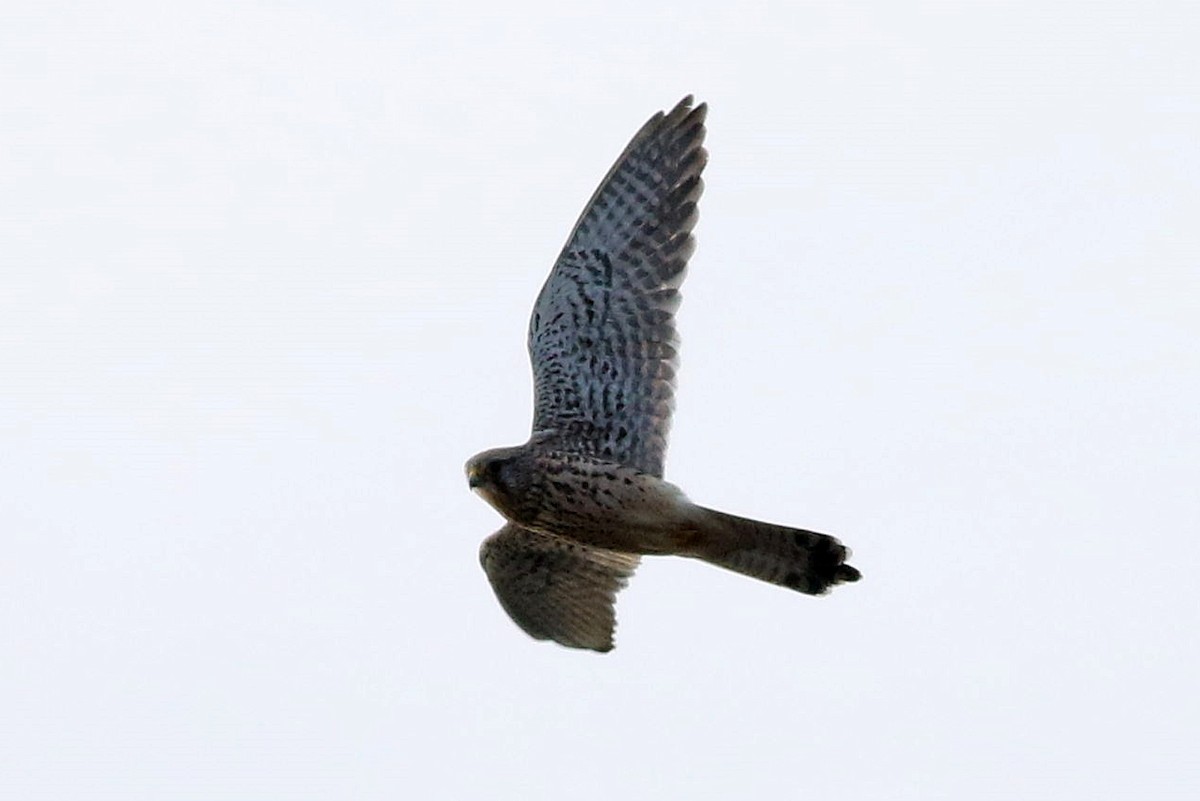 Eurasian Kestrel - ML613454050