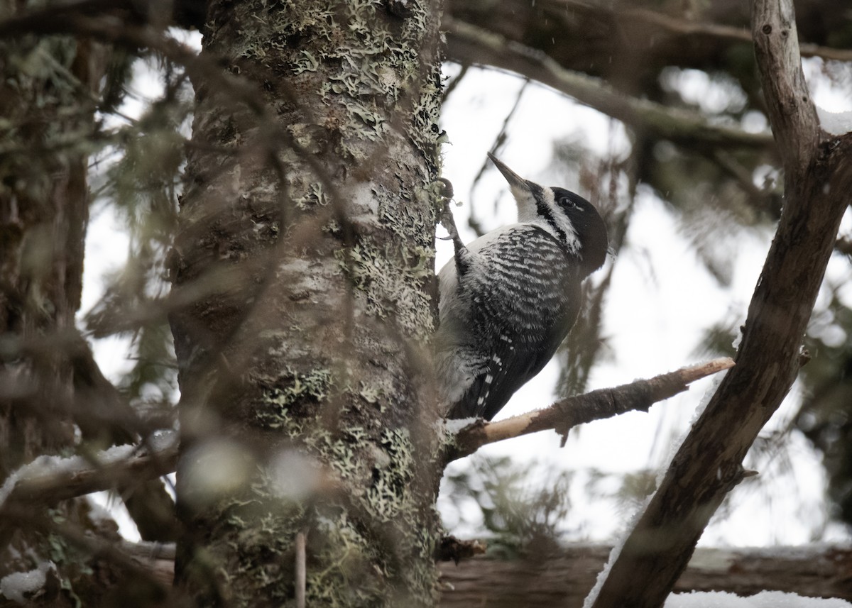 Black-backed Woodpecker - ML613454069