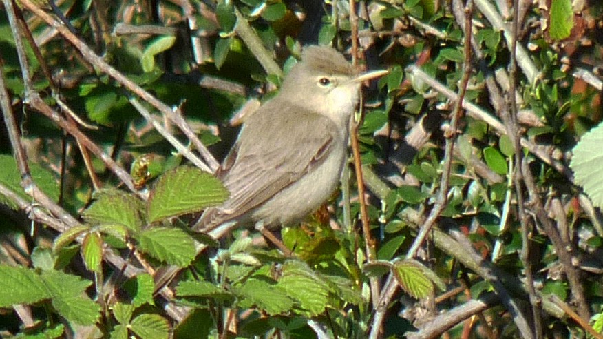 Eastern Olivaceous Warbler - ML613454103