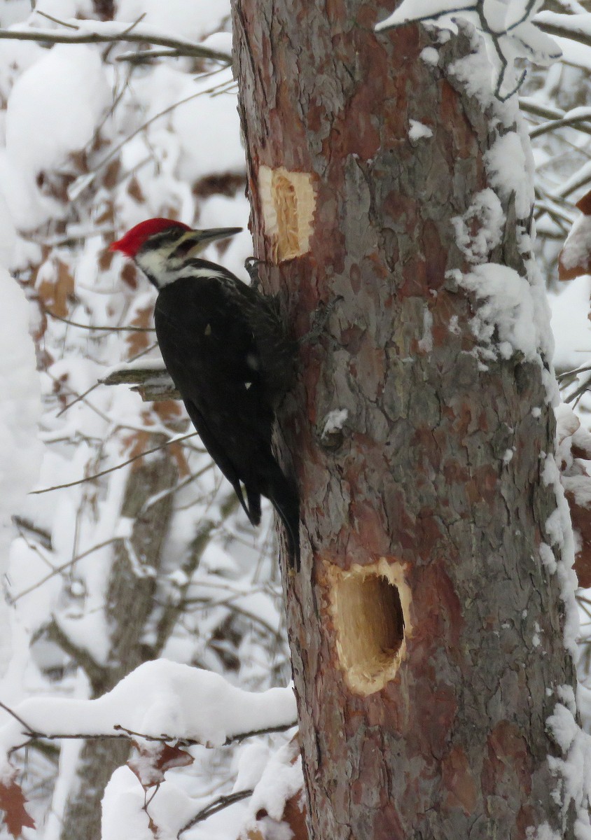 Pileated Woodpecker - Anne Moretti