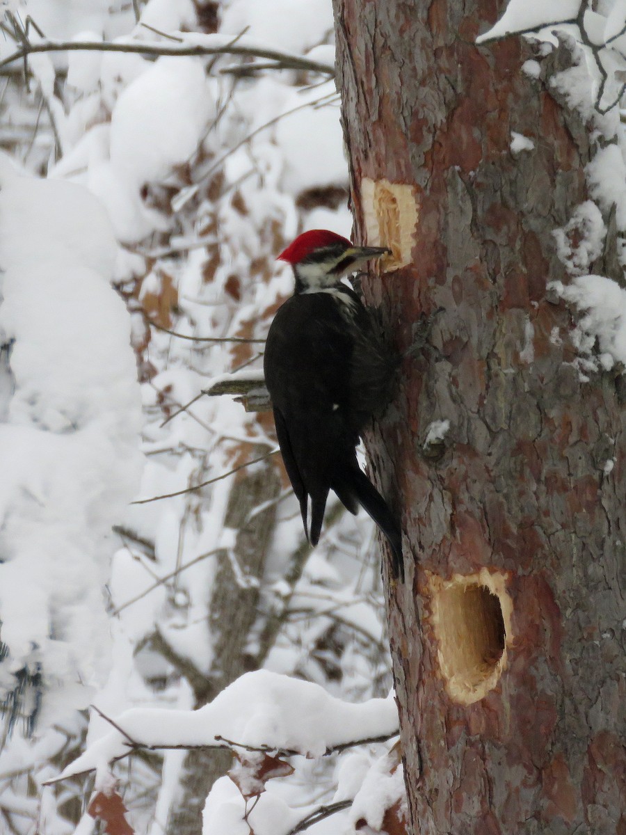 Pileated Woodpecker - Anne Moretti