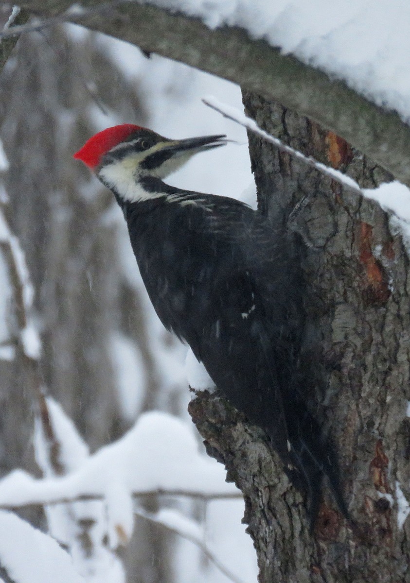 Pileated Woodpecker - ML613454119