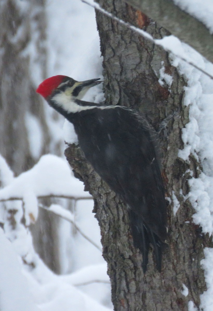 Pileated Woodpecker - ML613454120